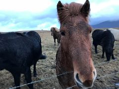 04D A brown Icelandic horse comes to the fence on the drive from Reykjavik to Snaefellsnes Iceland