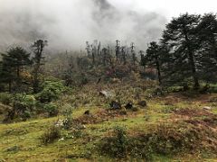 01C Colourful Trees And Vegetation Line The Road Between Lachung And Yumthang Valley Of Flowers Sikkim India