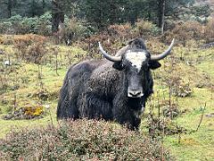 05C A Yak Close Up In Yumthang Valley Of Flowers 3564m Sikkim India