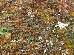 08 If You Look Closely The Short Vegetation Is Colourful In Yumthang Valley Of Flowers Sikkim India