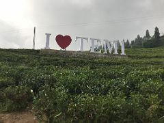 01A We Drove Thru Temi Tea Estate About 20km To Namchi South Sikkim India