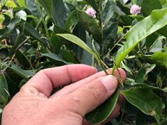 01B Tea Plant Close Up At Temi Tea Estate On The Way To Namchi South Sikkim India