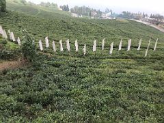 01C Vertical White Prayer Flags In Among The Tea Plants At Temi Tea Estate On The Way To Namchi South Sikkim India