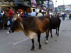 02A Holy Cows Are Free To Wander The Crowded Streets Of Varanasi Old Town India