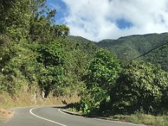 06A We drove around the hair pin turns through the green forest covered hills on our way to Blue Mountains near Kingston Jamaica