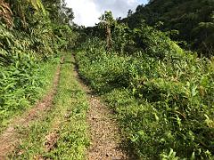 11B We walked down the path surrounded by green plants and trees on our nature walk and coffee tour at Holywell Blue Mountains near Kingston Jamaica