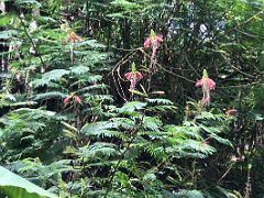 12B Red ginger flowers on the plants on our nature walk and coffee tour at Holywell Blue Mountains near Kingston Jamaica