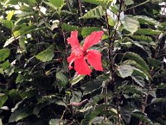 12B Red hibiscus flower on the plants on our nature walk and coffee tour at Holywell Blue Mountains near Kingston Jamaica