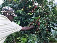 13A Our local guide shows us coffee beans on a tree coffee plant on our nature walk and coffee tour at Holywell Blue Mountains near Kingston Jamaica