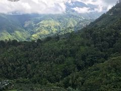 14C The green misty hills of the Blue Mountains from our nature walk and coffee tour at Holywell Blue Mountains near Kingston Jamaica