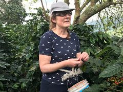 15A Practicing picking coffee beans on our nature walk and coffee tour at Holywell Blue Mountains near Kingston Jamaica