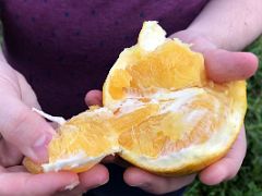 15B Easting a fresh orange just picked from the tree on our nature walk and coffee tour at Holywell Blue Mountains near Kingston Jamaica