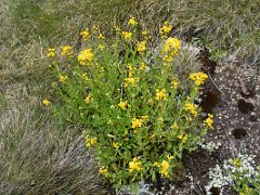 04D Yellow Wildflowers On The Side Of The Trail On Mount Kosciuszko Australia Hike