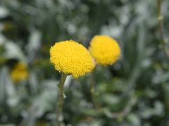 08E Yellow Wildflowers Near The Summit Of Mount Kosciuszko On The Mount Kosciuszko Australia Hike