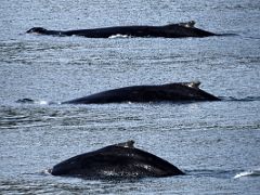 02A Our First Humpback Whale Sighting In Auke Bay Near Juneau Alaska