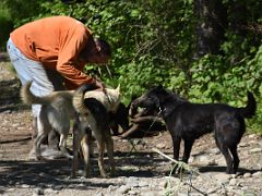 02C Dogs Getting Roped Up To Do A Practice Run At Sun Dog Kennel Talkeetna Alaska