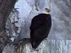 03C A Bald Eagle Sits On The Rocks Among The Other Birds In Resurrection Bay On Northwestern Fjord Cruise From Seward Alaska