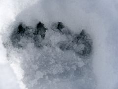 05 A Polar Bear Paw Print On Day 4 Of Floe Edge Adventure Nunavut Canada