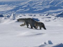 10B A Polar Bear And Her Cub Close Up On Day 4 Of Floe Edge Adventure Nunavut Canada