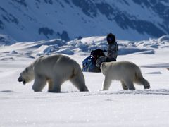 10C A Polar Bear And Her Cub Close Up Run Away From Us On Day 4 Of Floe Edge Adventure Nunavut Canada