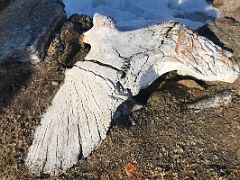 04B A Whale Bone At The Entrance To A Traditional Sod House On Our Archeological Walk On Bylot Island On Day 4 Of Floe Edge Adventure Nunavut Canada