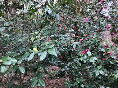 11A Camellia garden in Hong Kong Zoological and Botanical Gardens