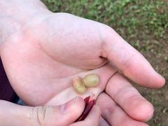 13C There are two coffee seeds inside the red coffee bean outer skin on our nature walk and coffee tour at Holywell Blue Mountains near Kingston Jamaica