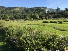 01A The Royal Botanical Gardens, commonly called Hope Gardens, occupies 200 acres of land in the Ligunaea Plains of urban St Andrew Kingston Jamaica