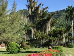 01B The Royal Botanical Hope Gardens were established in 1873 on a section of land from the estate of Major Richard Hope Kingston Jamaica