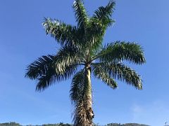 02A Large palm tree next to Bougainvillea walk in the Royal Botanical Hope Gardens Kingston Jamaica