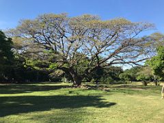 03 We enjoyed walking thru the gardens seeing the large expansive trees in Royal Botanical Hope Gardens Kingston Jamaica