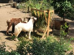 09A Three miniature horses at the Hope Zoo Royal Botanical Hope Gardens Kingston Jamaica