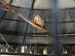 09C A squirrel monkey at the Hope Zoo Royal Botanical Hope Gardens Kingston Jamaica