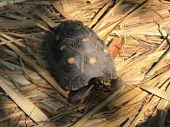 09D A red legged tortoise at the Hope Zoo Royal Botanical Hope Gardens Kingston Jamaica