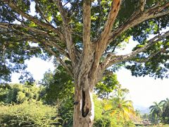 10A Brazilian Iron Wood tree with a lily pond beyond Chinese Garden Royal Botanical Hope Gardens Kingston Jamaica