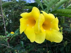 02B A beautiful yellow flower lines the path from the entrance at Strawberry Hill Resort near Kingston Jamaica