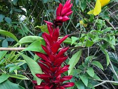 07C We walked around the grounds admiring the beautiful flowers at Strawberry Hill Resort near Kingston Jamaica