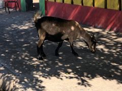 03C A goat grazes on 1st Street Trench Town Kingston Jamaica