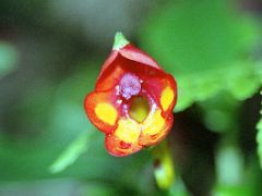 02A A Red And Yellow Colourful Flower On Day 1 Of The Machame Route Climbing Mount Kilimanjaro Kili October 2000
